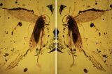 Fossil Fly (Diptera) In Baltic Amber #109389-2